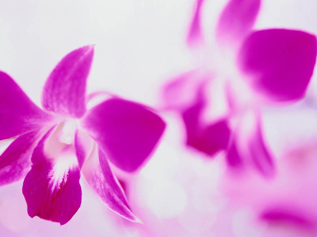 голубая орхидея фото