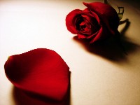 фото цветов розы
