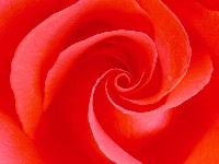 роза цветок фото