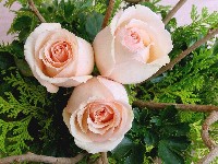 розовые розы фото