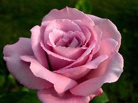 фото розовых роз