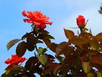 фото розовой розы