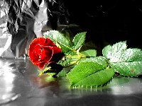 фото кустовых роз