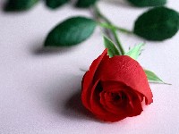 кустовые розы фото