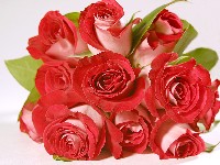 букет красных роз фото