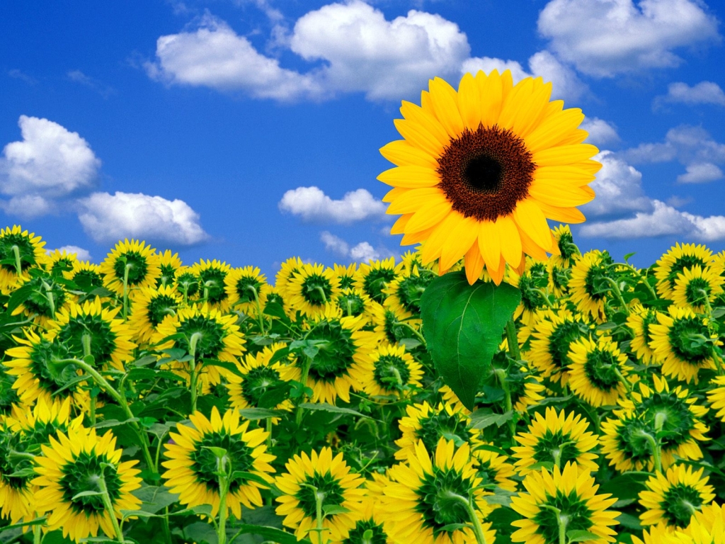 http://exclusiveflowers.ru/sunflowers/sunflower_04.jpg