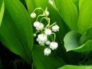 of lily of the valley;