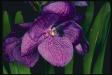 орхидея цветок фото