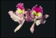 букет +из орхидей фото