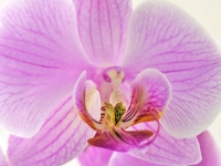 орхидея фото домашняя