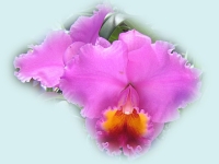 нижнее бельё дикая орхидея фото