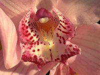 невская орхидея фото
