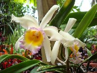красивые орхидеи фото