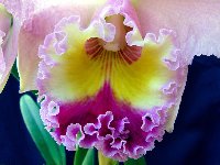 орхидея дендробиум фото