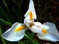 разновидности орхидей фото