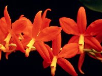 цветы комнатные фото орхидеи