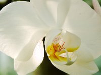 ресторан орхидея фото