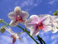 фото орхидеи высокого качества