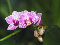 орхидеи +и бонсай фото
