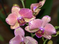 орхидея фаленопсис фото