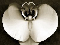 уход за орхидеями