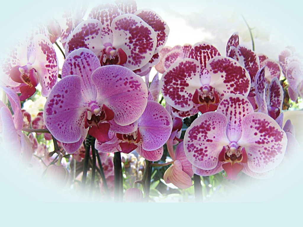орхидею
