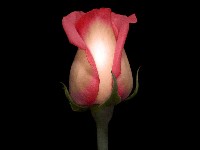розы фото;knock out roses;hoa hồng vàng;bintang mawar.net;สวนดอกกุหลาบ