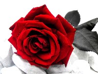 розы фото;flowers rose;cách bó hoa hồng đơn giản;wallpaper mawar putih;กลอนดอกกุหลาบ