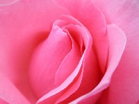 букет белых роз;david austin roses;ý nghĩa hoa hồng xanh;mawar kuning;ดอกกุหลาบพันปี