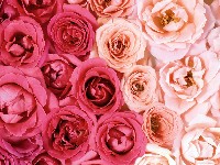 розы фото;climbing roses;gấp hoa hồng;cara merawat mawar;โค้ดดอกกุหลาบ