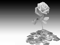 букет роз фото;alexander rose;trà hoa hồng;bunga mawar hitam;ดูดอกกุหลาบ