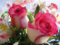 кустовой розы;rose sims;cuộc chiến hoa hồng phần 2;foto mawar putih;ทุ่งดอกกุหลาบ