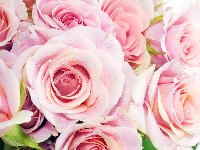 розы фото;rose bowl tickets;sự tích hoa hồng;mawar putih merah;วาดดอกกุหลาบ