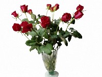 роз фото;knockout rose;mua hoa hồng;foto mawar biru;แจกันดอกกุหลาบ
