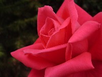 розы +на рабочий стол;growing roses;ảnh hoa hồng đẹp;mawar johor;พันธ์ดอกกุหลาบ