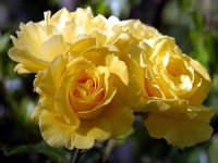 роз фото;shrub roses;cuộc chiến hoa hồng;bunga mawar kuning;ดอกกุหลาบประดิษฐ์