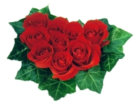 розы;types of roses;truyen thuyet hoa hong;mawar peach;ซื้อดอกกุหลาบ