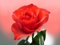 розы фото;tree roses;cách chăm sóc hoa hồng;gambar mawar biru;ไอคอนดอกกุหลาบ