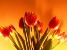 тюльпан;paintings tulips;hoa tulip dep;;
