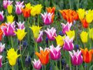 пора тюльпанов;tulips wallpaper;hoa dep;;