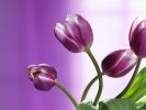 сериал тюльпан;red tulips;hoa tulip da lat;;